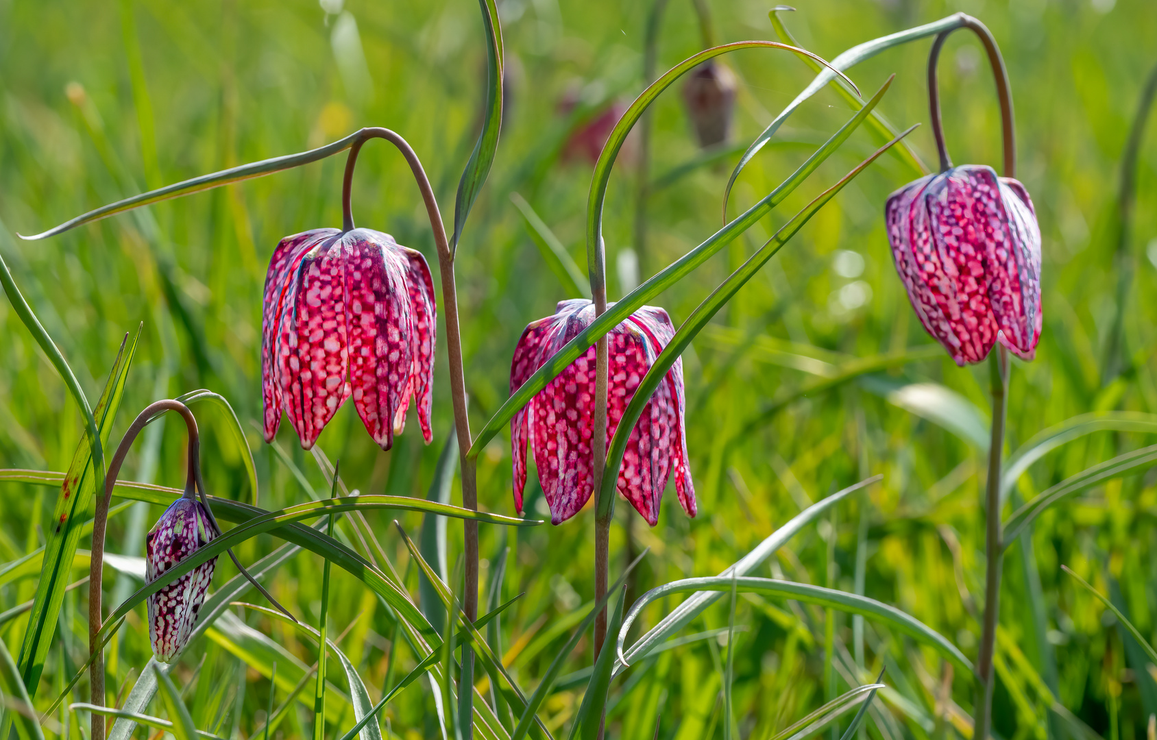 Schachbrettblumen