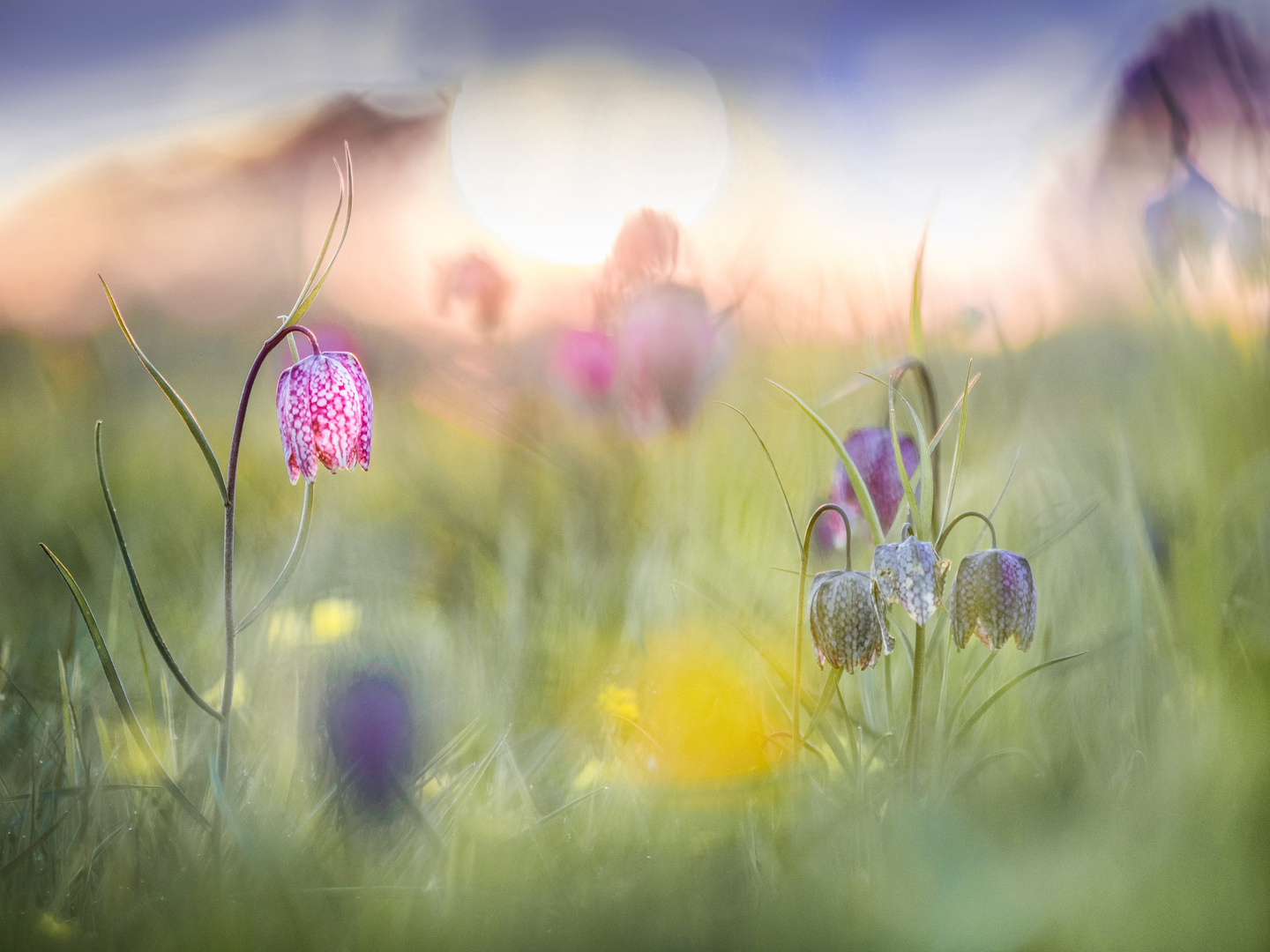 Schachbrettblumen-Allerlei