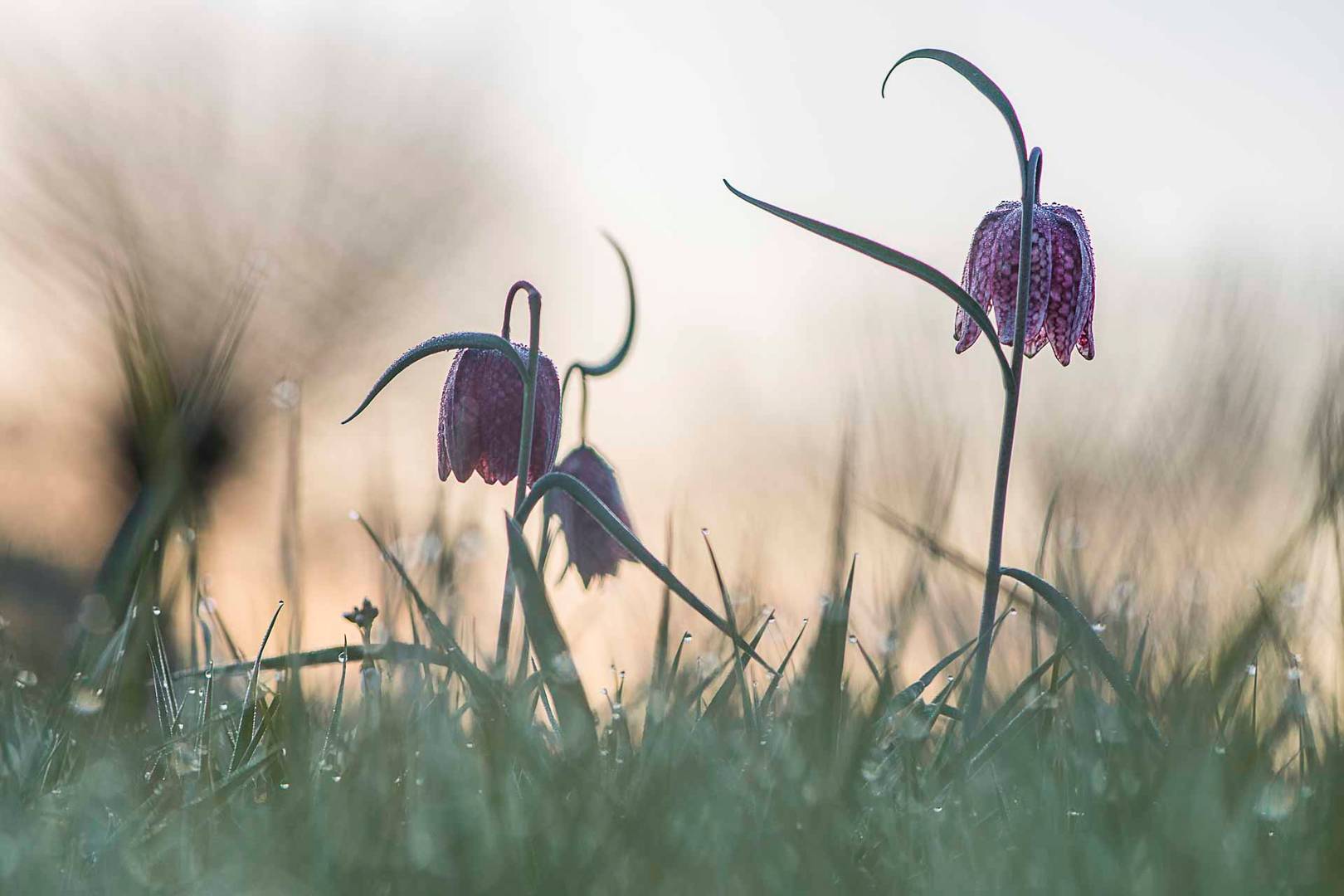 Schachbrettblumen am frühen Morgen