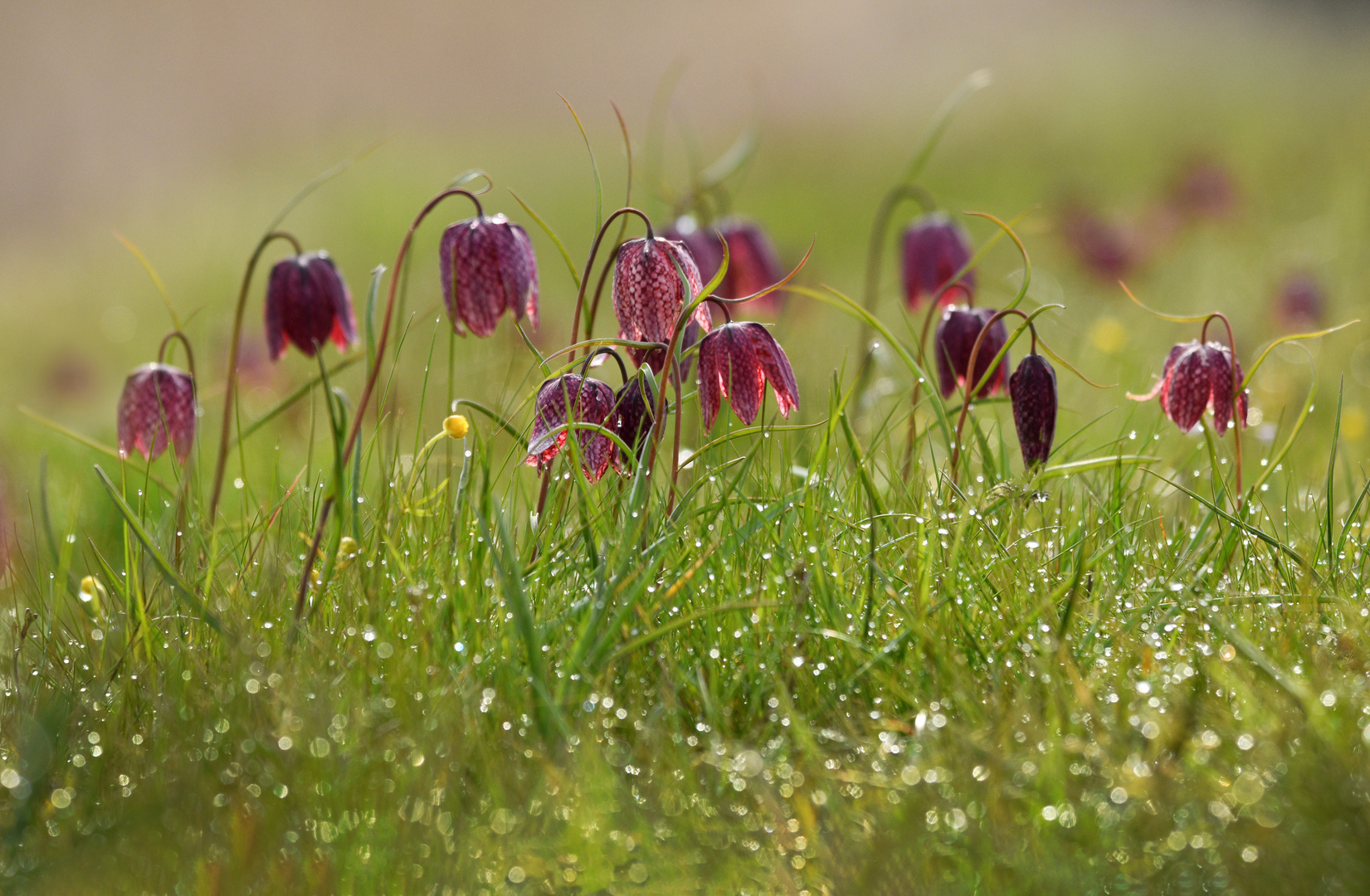 Schachbrettblumen auf einer Wiese