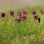 Schachbrettblumen auf einer Wiese