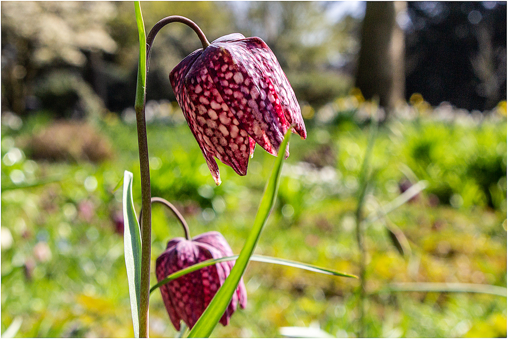 Schachbrettblumen auf wilder Wiese