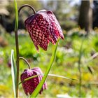 Schachbrettblumen auf wilder Wiese