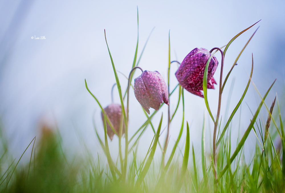 Schachbrettblumen