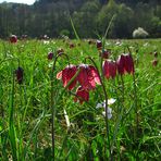 Schachbrettblumen