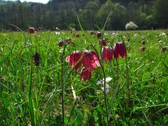 Schachbrettblumen