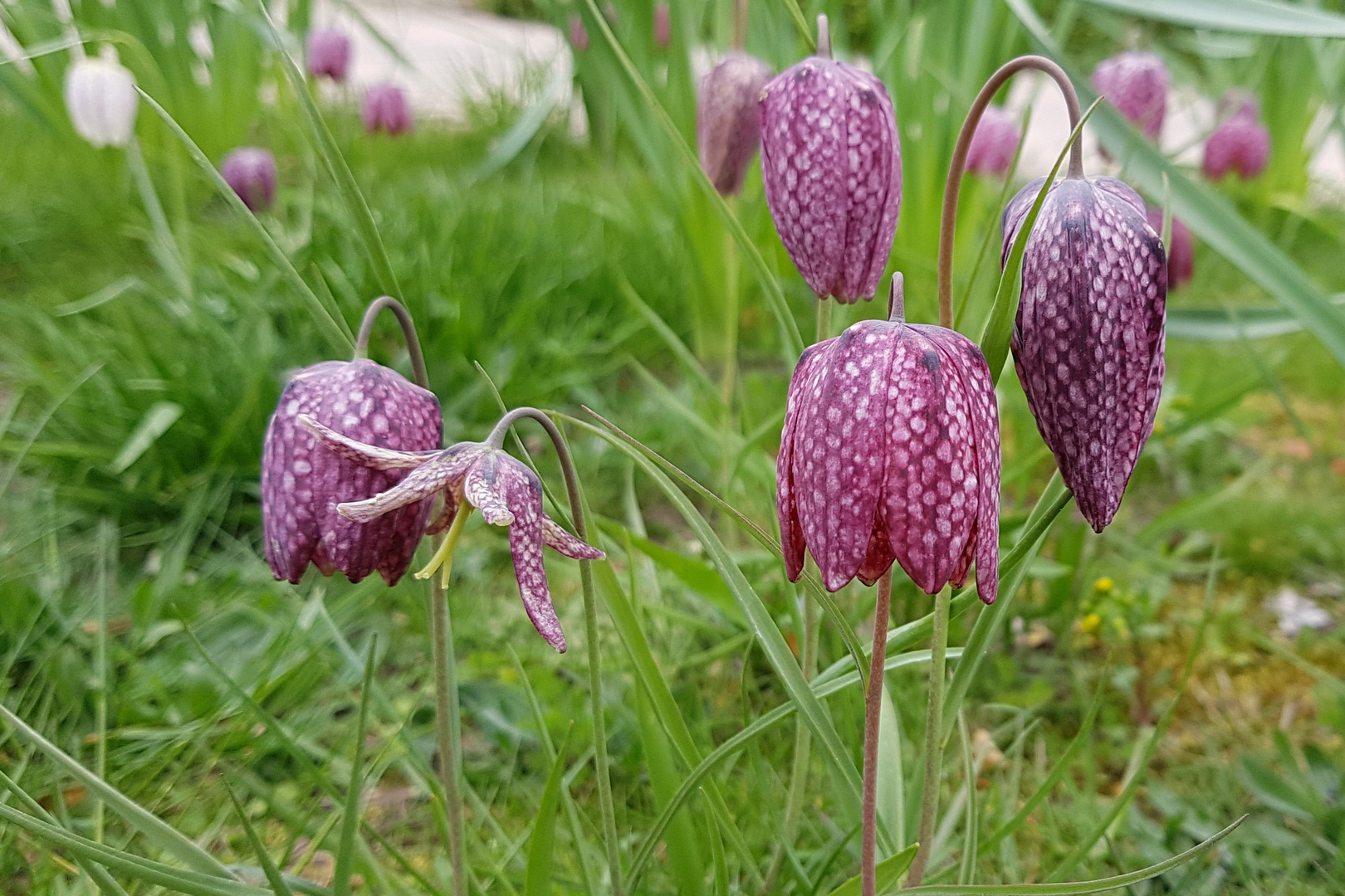 Schachbrettblumen