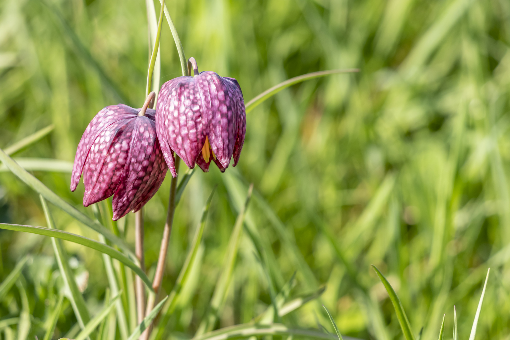 Schachbrettblumen