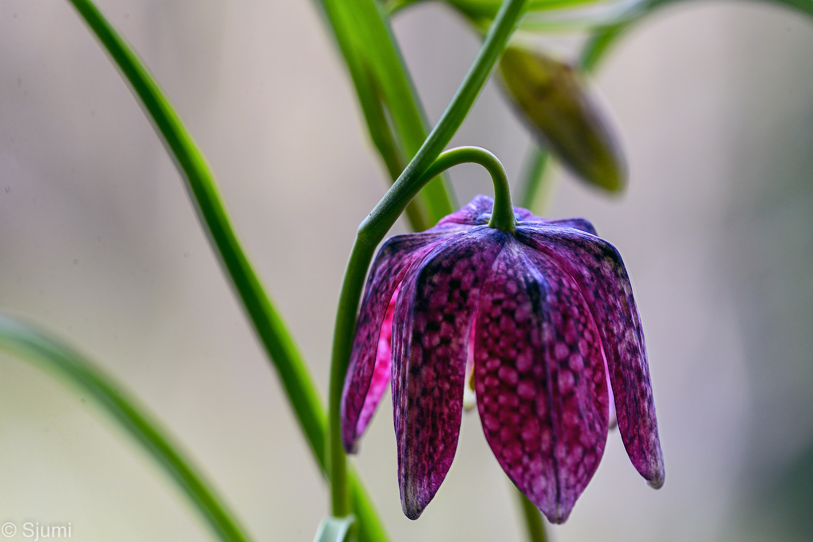 Schachbrettblumen 