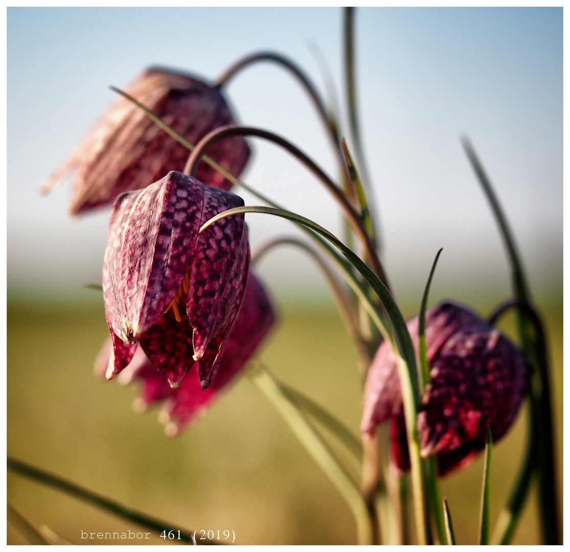 Schachbrettblumen