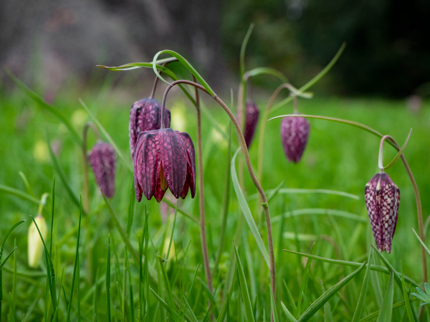 Schachbrettblumen