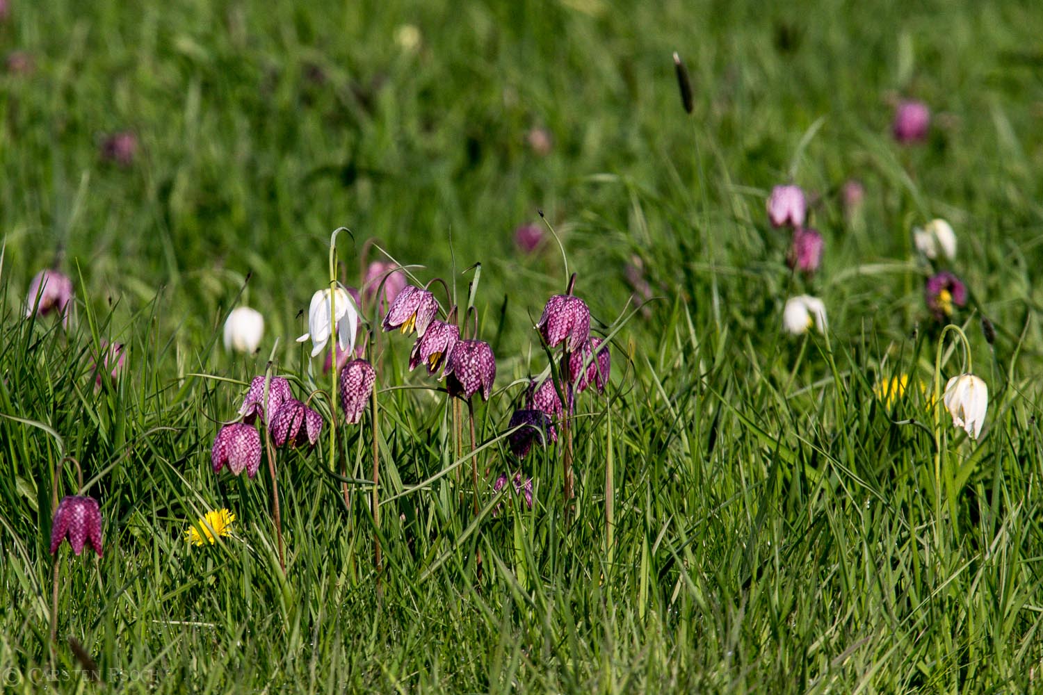 Schachbrettblumen