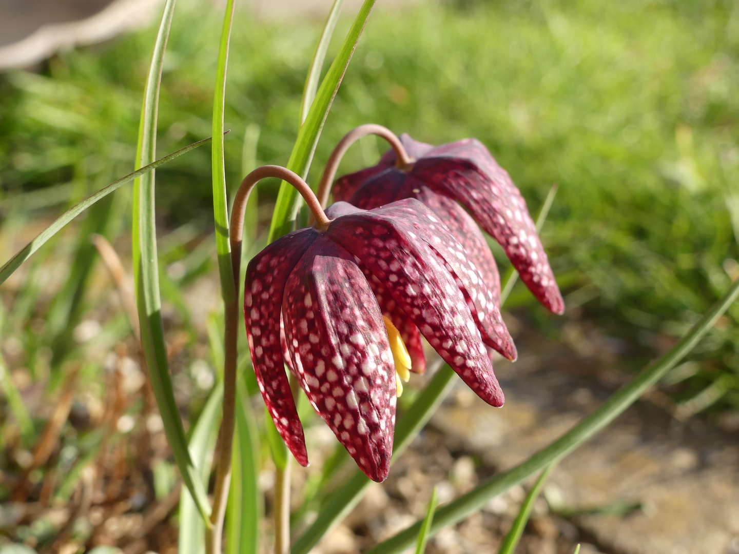 Schachbrettblumen-Duett