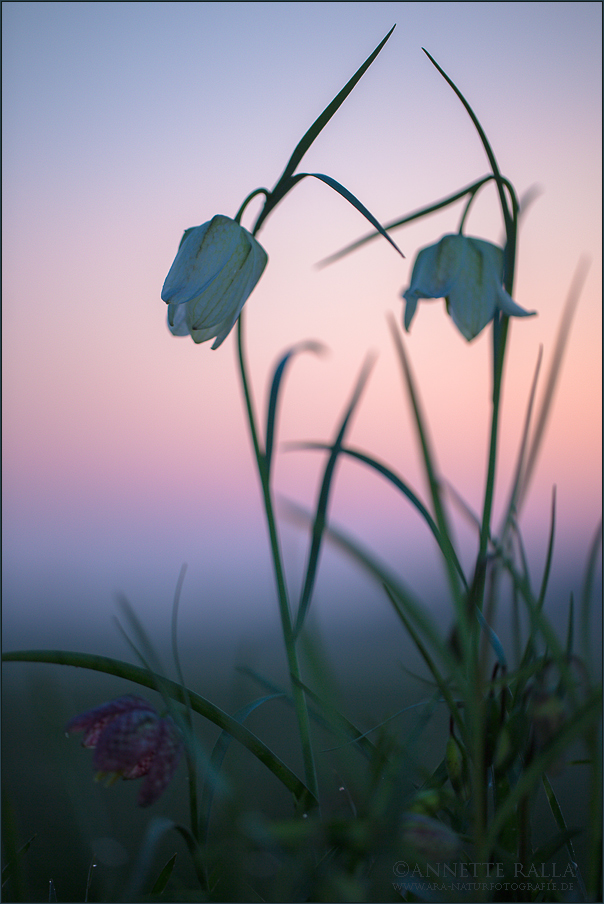 Schachbrettblumen