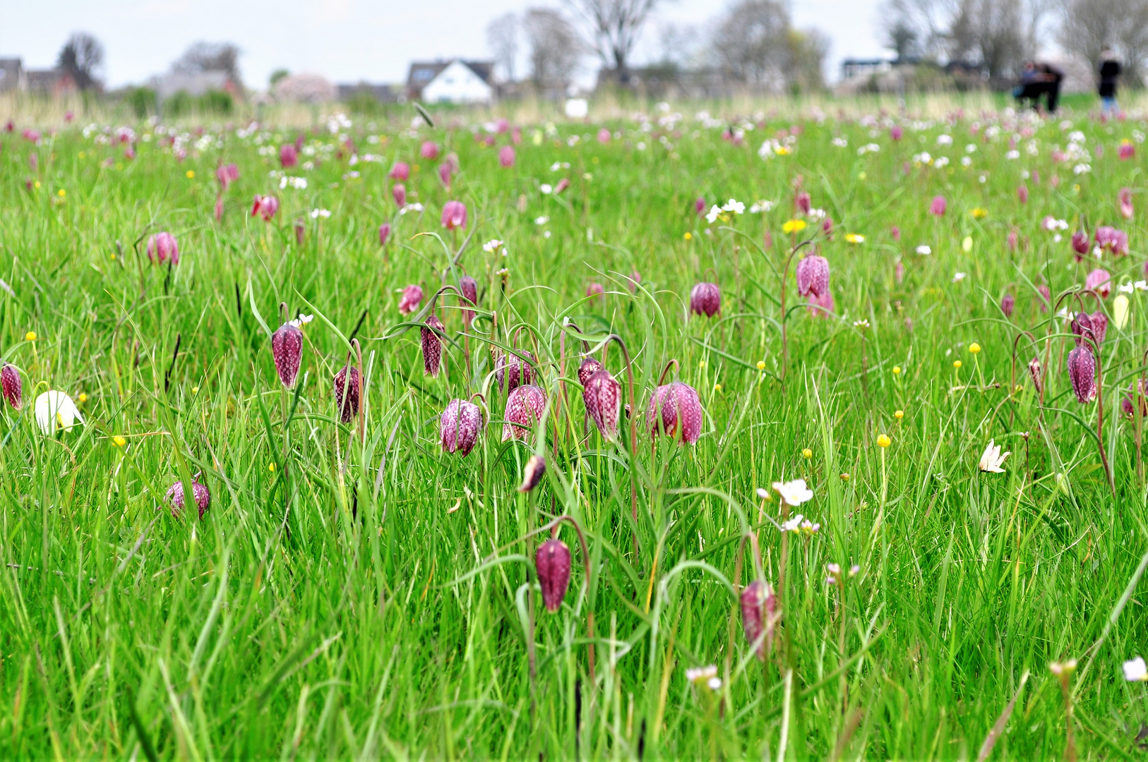 Schachbrettblumen