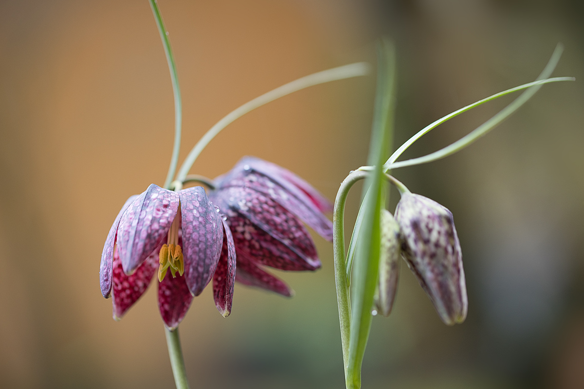 Schachbrettblumen