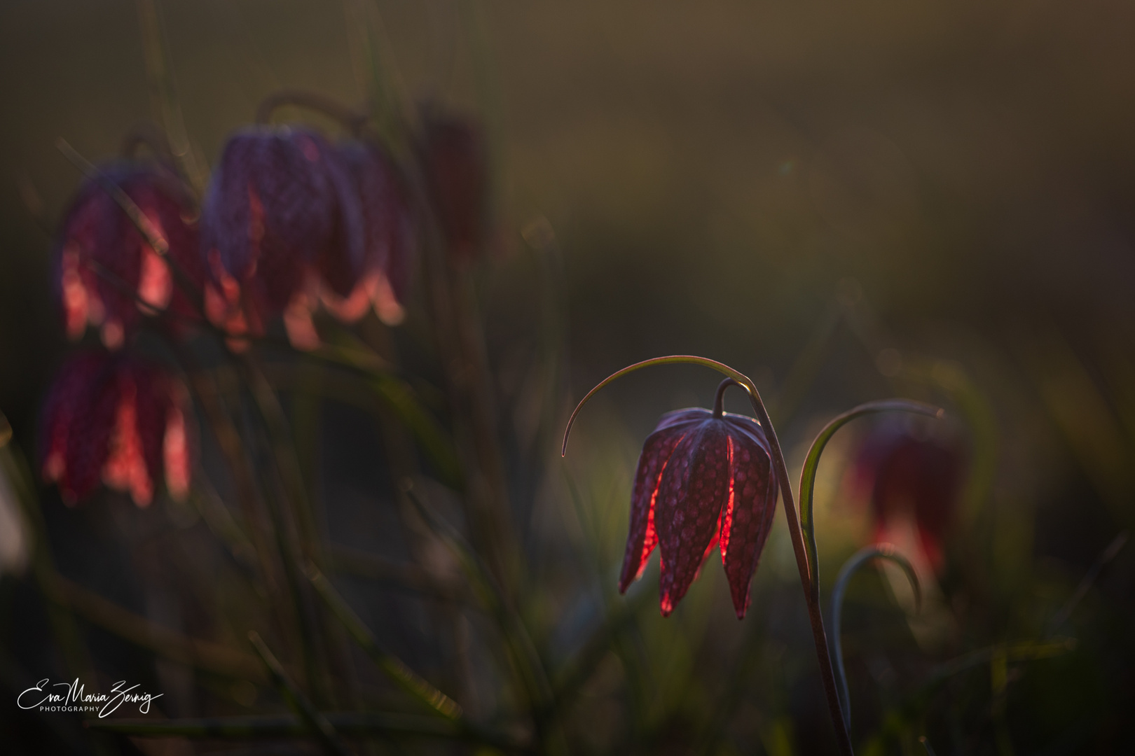 Schachbrettblumen