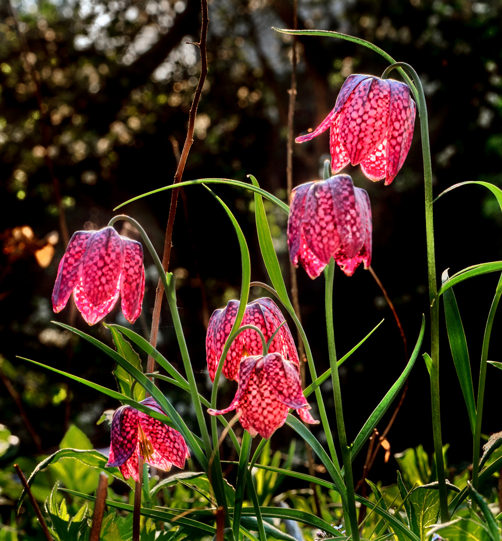 Schachbrettblumen