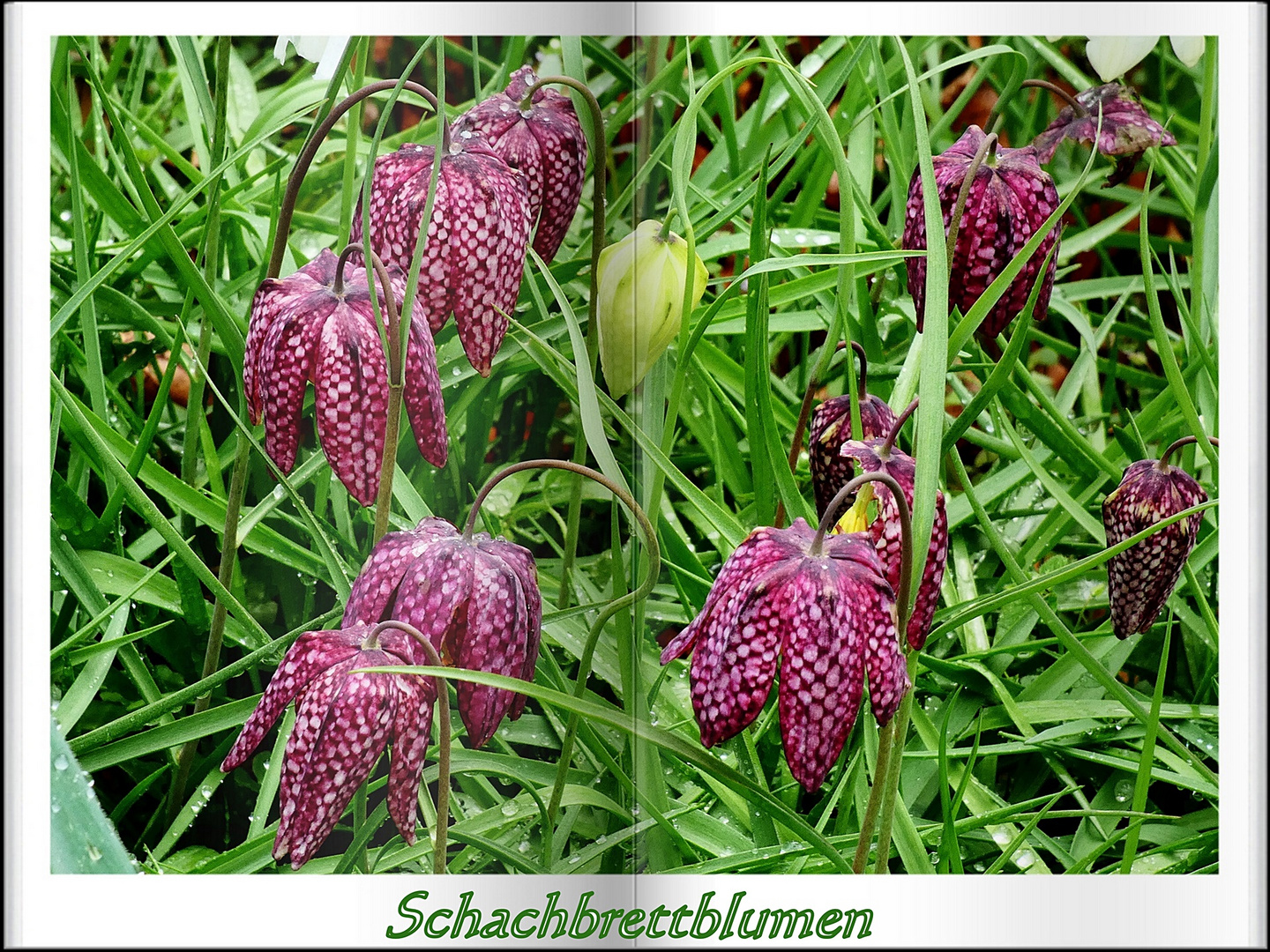 Schachbrettblumen