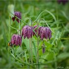 SCHACHBRETTBLUMEN -  Frittilaria meleagris