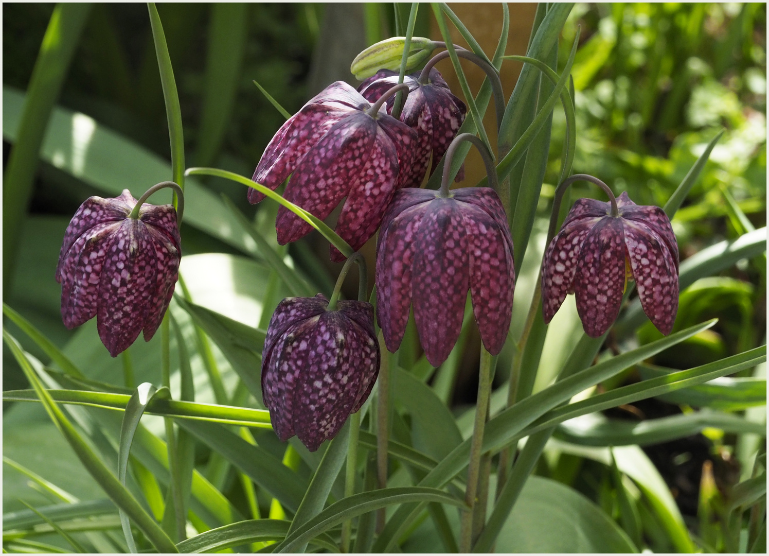 Schachbrettblumen  Gruppe im eigenen Garten.Heuer sehr früh geblüht und schnell verwelkt.