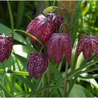 Schachbrettblumen  Gruppe im eigenen Garten.Heuer sehr früh geblüht und schnell verwelkt.