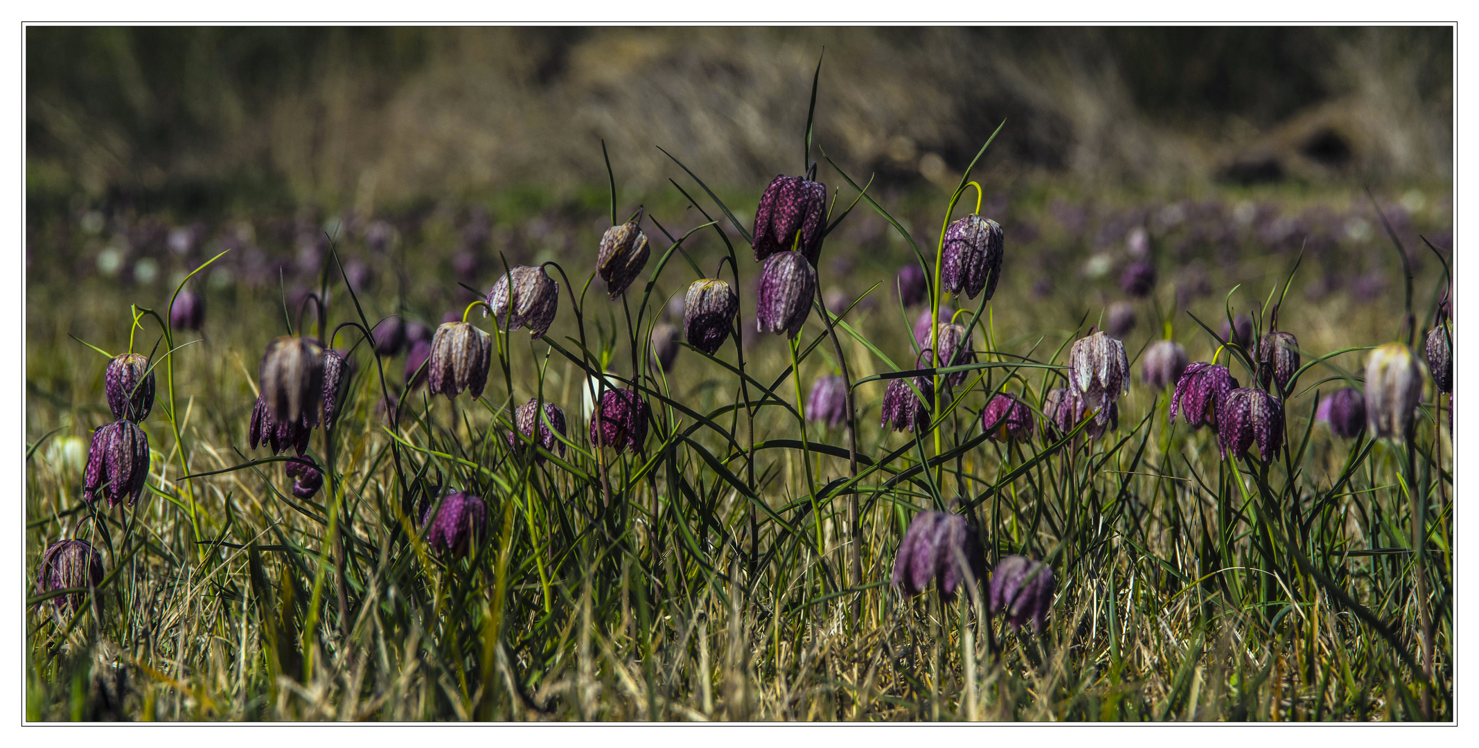 Schachbrettblumen II