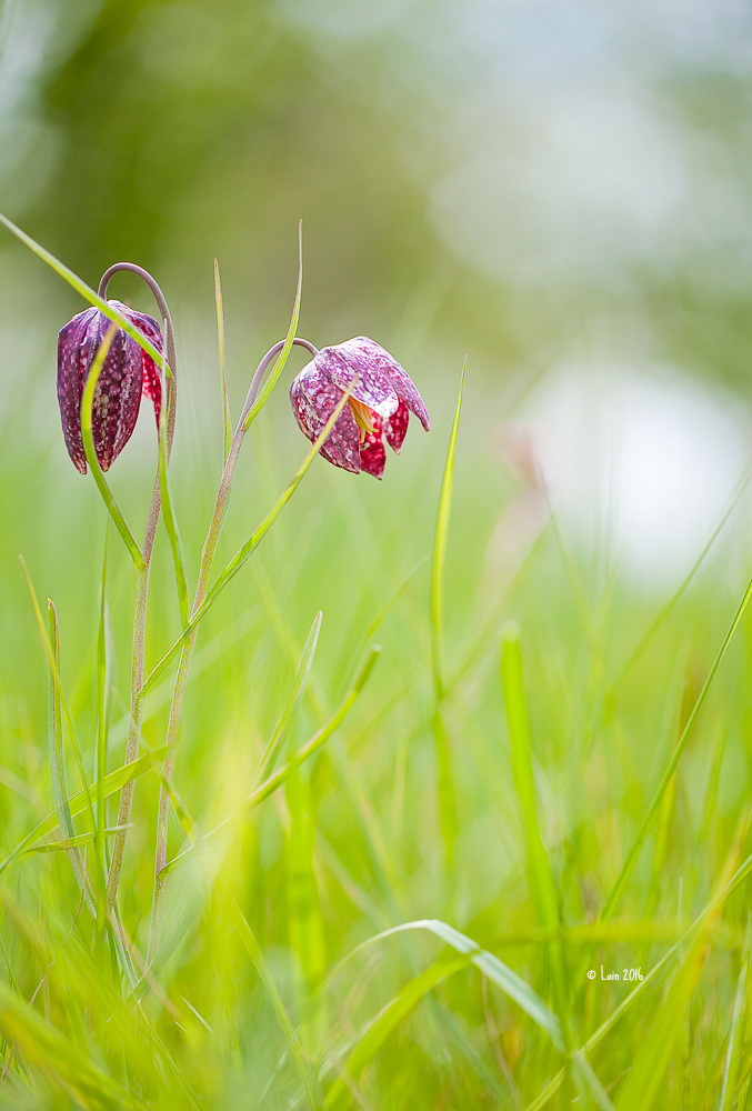 Schachbrettblumen II