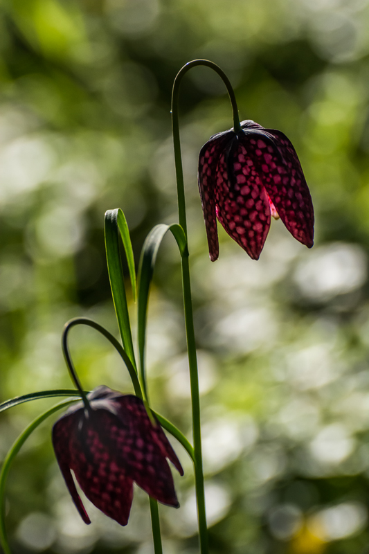 Schachbrettblumen im Gegenlicht