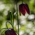 Schachbrettblumen im Gegenlicht