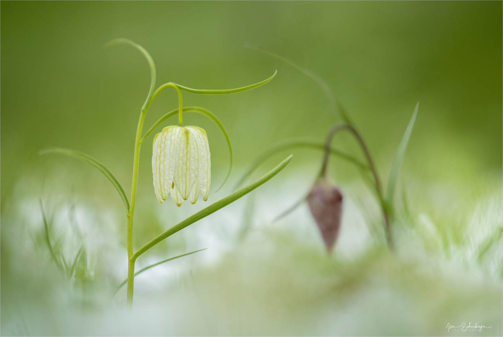 Schachbrettblumen im Schnee