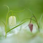 Schachbrettblumen im Schnee