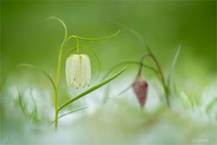 Schachbrettblumen im Schnee