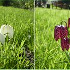 Schachbrettblumen in der Sonne