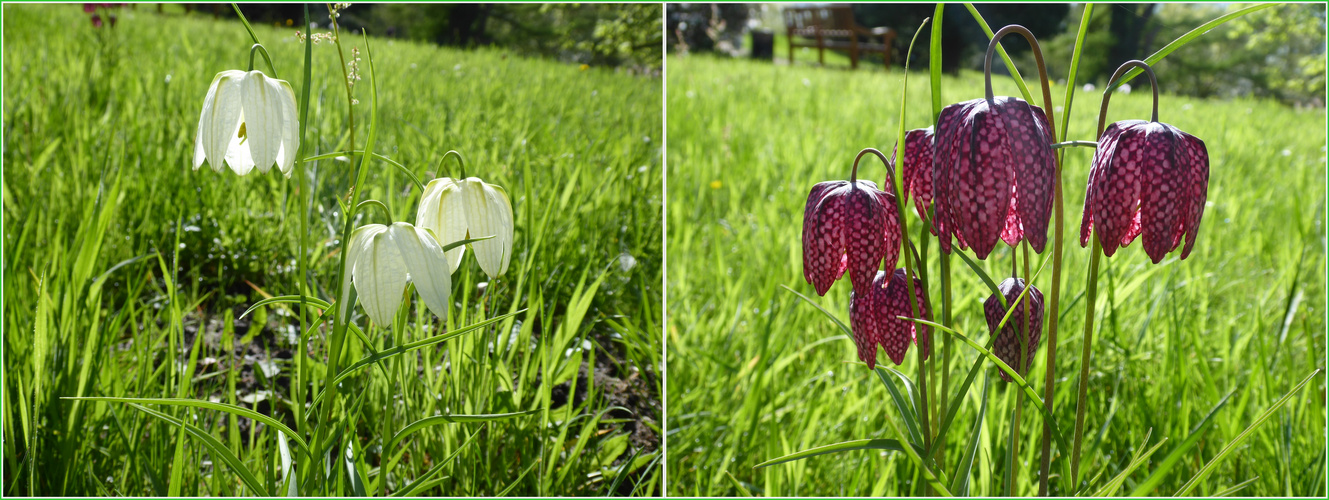 Schachbrettblumen in der Sonne