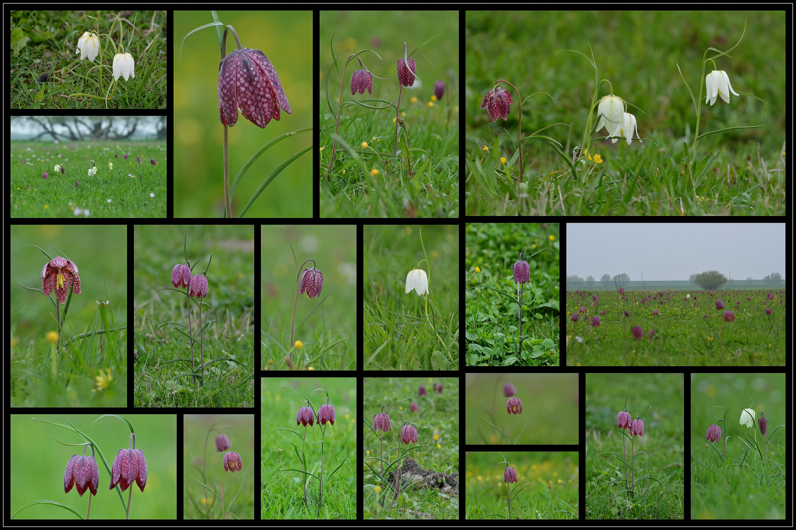 Schachbrettblumen in Hetlingen an der Elbe