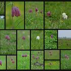 Schachbrettblumen in Hetlingen an der Elbe