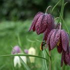 Schachbrettblumen in Rot