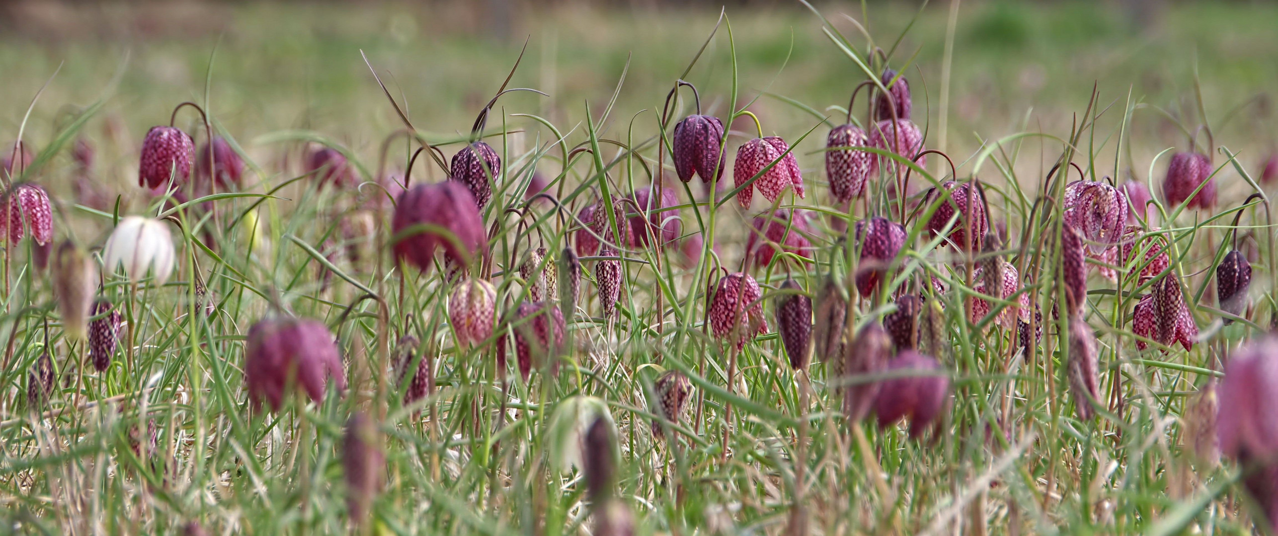 Schachbrettblumen- Meer