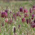 Schachbrettblumen- Meer