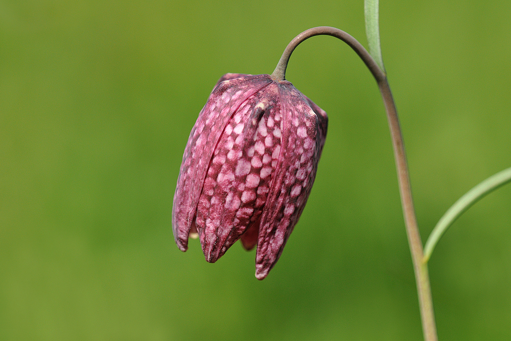 Schachbrettblumen – Sonnen – Sturm 02