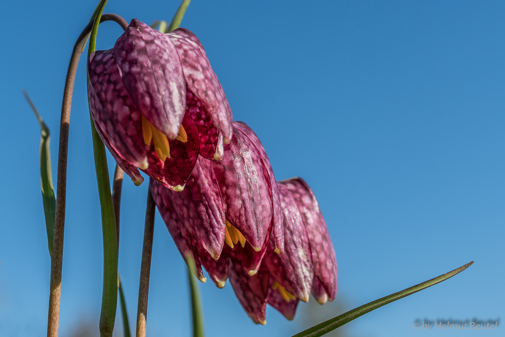 Schachbrettblumen - Trio