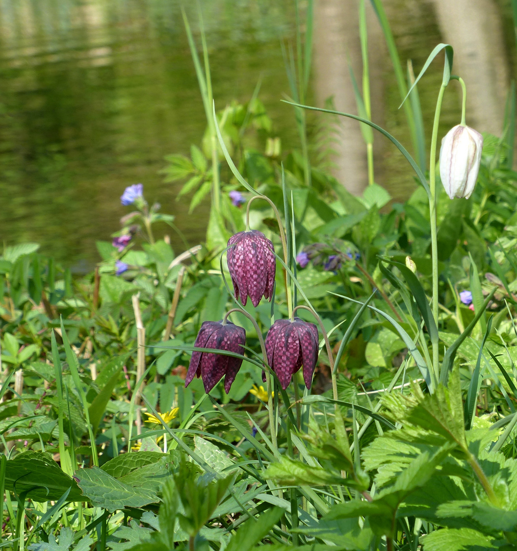 Schachbrettblumen-Trio bzw. Quartett