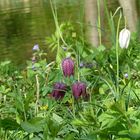 Schachbrettblumen-Trio bzw. Quartett