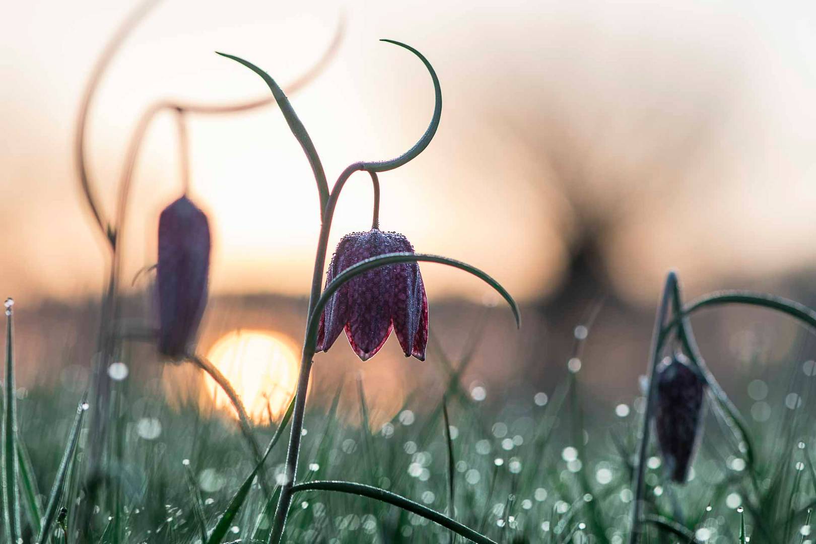 Schachbrettblumen vor dem Sonnenaufgang