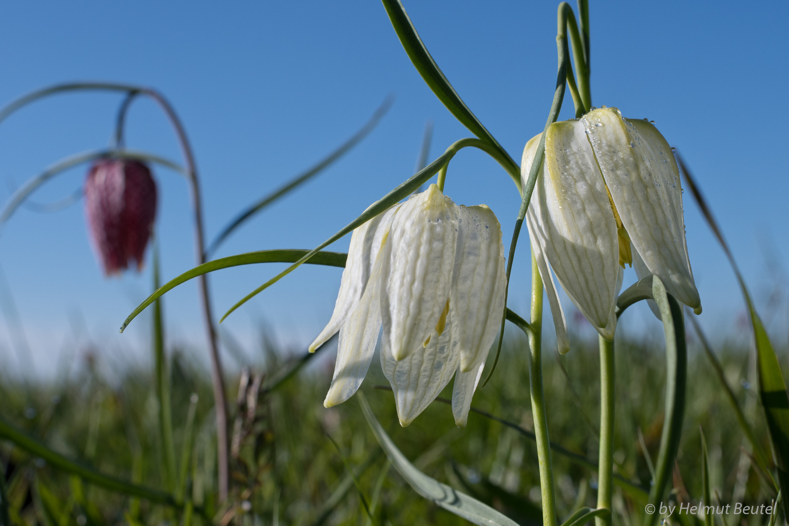 Schachbrettblumen - weißes Pärchen