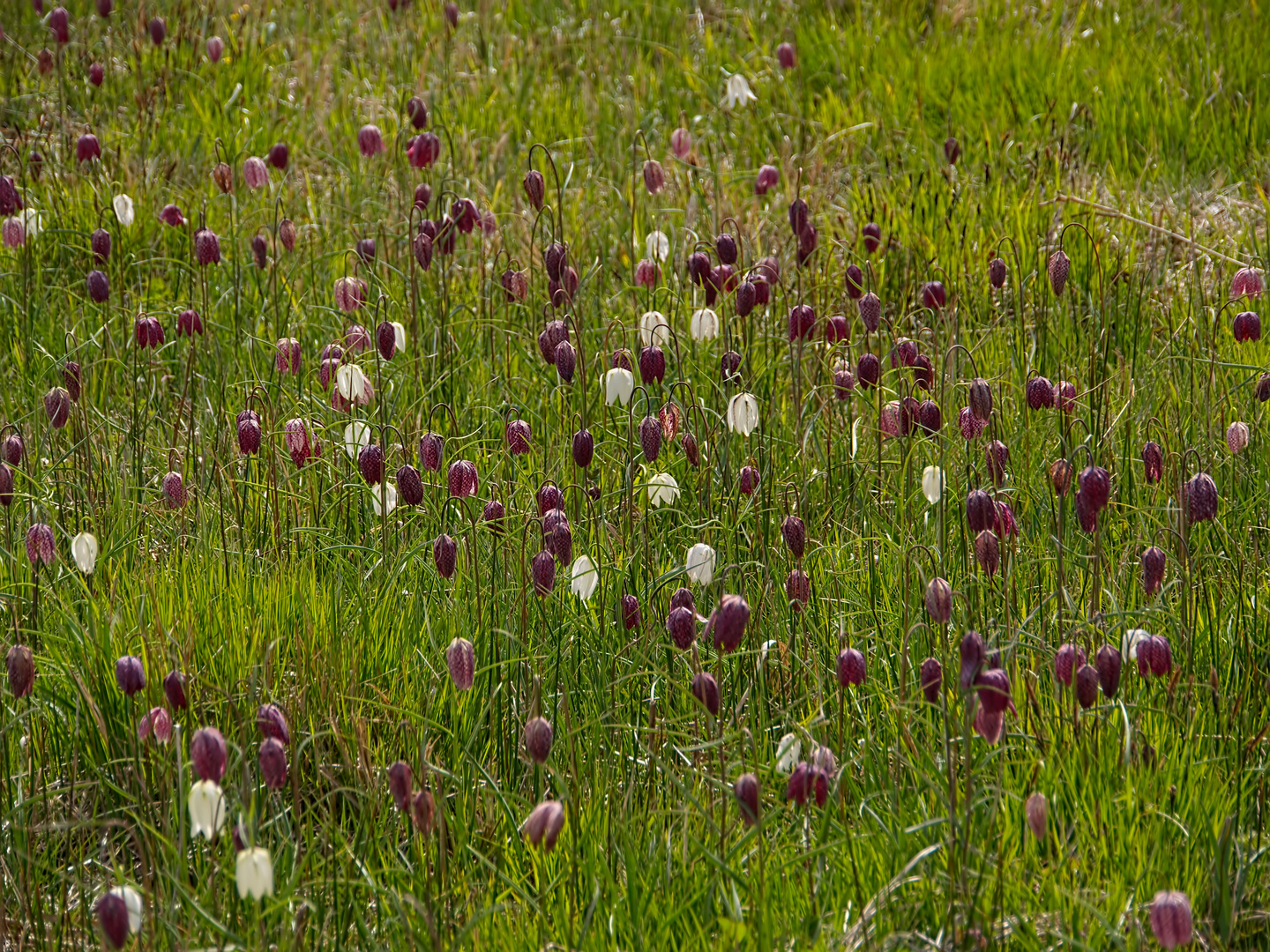 Schachbrettblumen Wiese