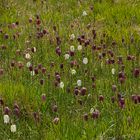 Schachbrettblumen Wiese