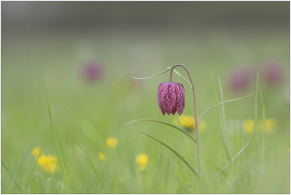 Schachbrettblumen Wiese