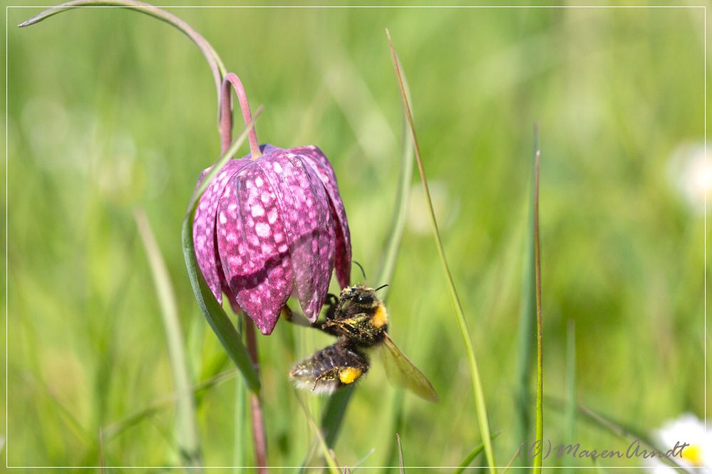 Schachbrettblumen Zeit # 2